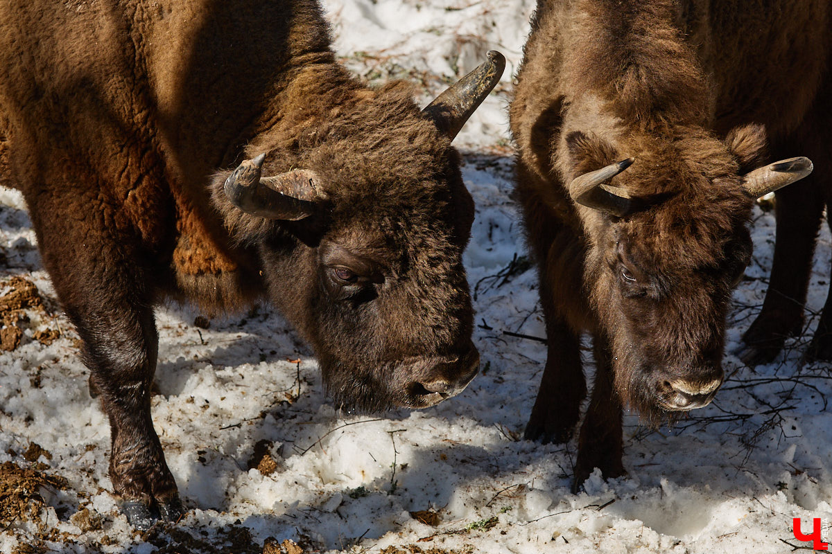 Популяция владимирских зубров разменяла три сотни! Большая часть краснокнижных великанов обитает на территории области, но есть наши животные и в заповеднике Мордовии. «Ключ-Медиа» отправился в Гусь-Хрустальный район, чтобы не только полюбоваться дикими быками, но и узнать, сколько рогатых млекопитающих рода бизонов вышли за пределы охраняемых территорий и теперь свободно гуляют по лесам 33-го региона.