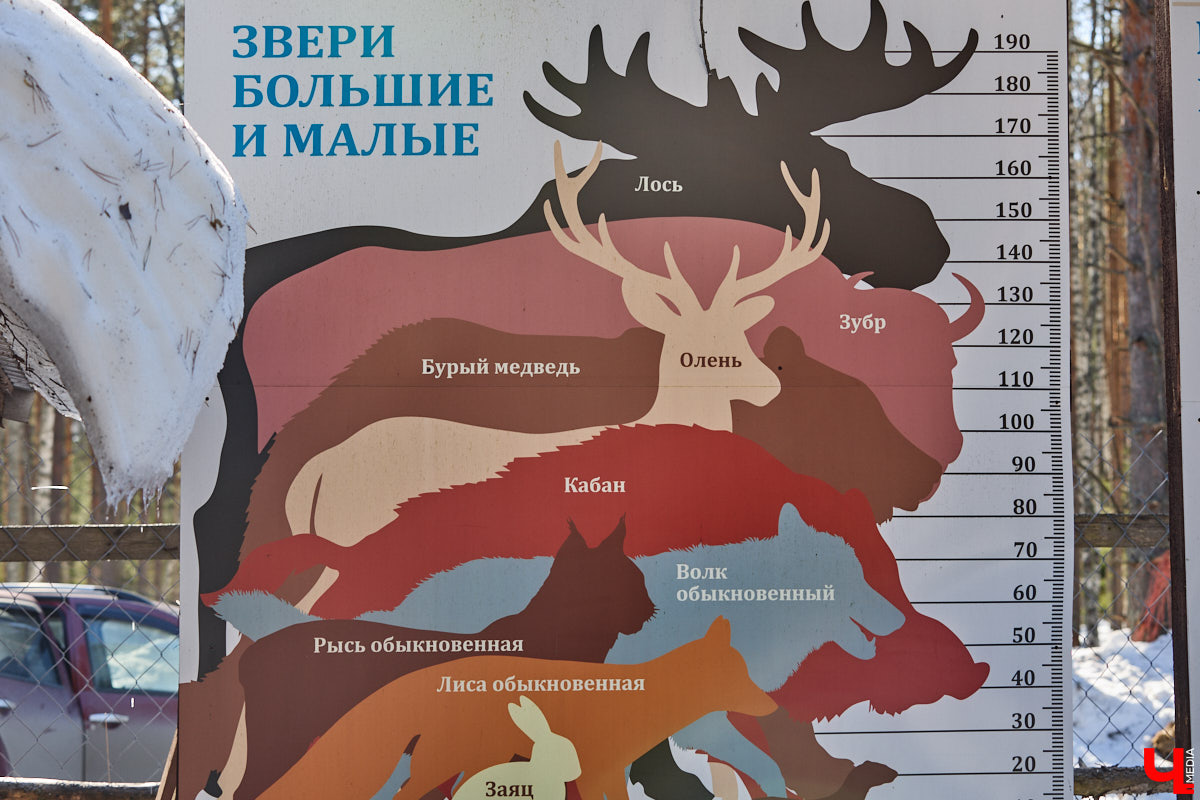 Популяция владимирских зубров разменяла три сотни! Большая часть краснокнижных великанов обитает на территории области, но есть наши животные и в заповеднике Мордовии. «Ключ-Медиа» отправился в Гусь-Хрустальный район, чтобы не только полюбоваться дикими быками, но и узнать, сколько рогатых млекопитающих рода бизонов вышли за пределы охраняемых территорий и теперь свободно гуляют по лесам 33-го региона.