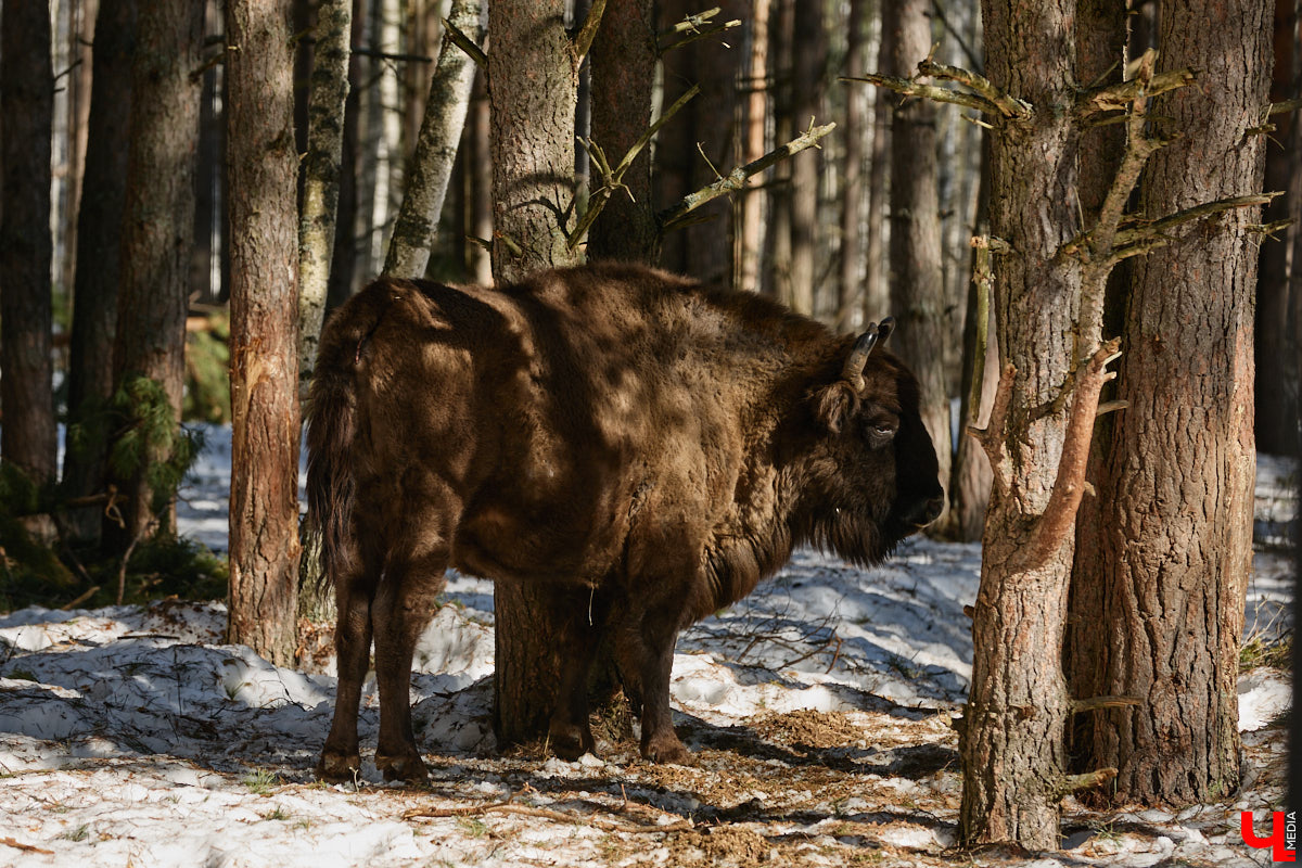 Популяция владимирских зубров разменяла три сотни! Большая часть краснокнижных великанов обитает на территории области, но есть наши животные и в заповеднике Мордовии. «Ключ-Медиа» отправился в Гусь-Хрустальный район, чтобы не только полюбоваться дикими быками, но и узнать, сколько рогатых млекопитающих рода бизонов вышли за пределы охраняемых территорий и теперь свободно гуляют по лесам 33-го региона.