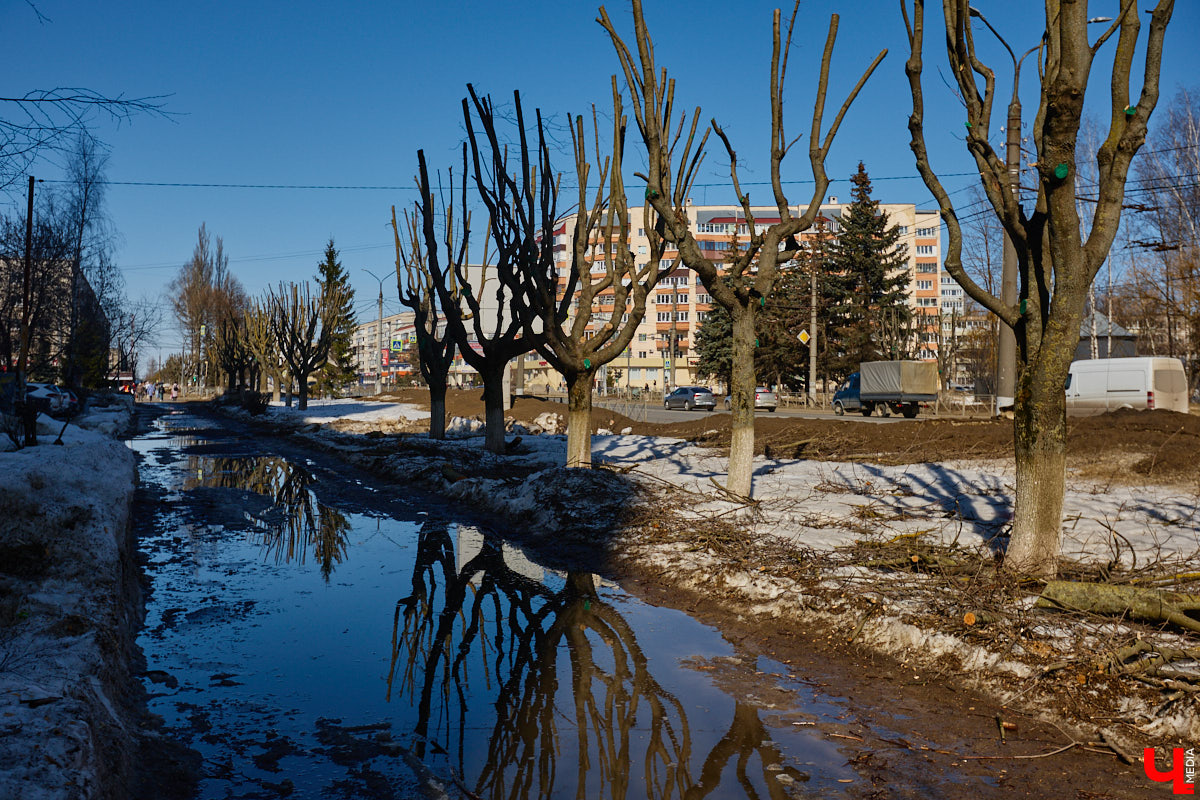 На земле груды спиленных веток, в воздухе висит терпкий смолистый дух, а вместо высоких и красивых деревьев – обрубленные пеньки. Во Владимире снова принялись омолаживать зеленый щит города. На этот раз звук бензопил раздавался по всему Суздальскому проспекту. Что не так с очередным актом благоустройства, «Ключ-Медиа» обсудил на месте с дендрологом Иваном Шматковым.