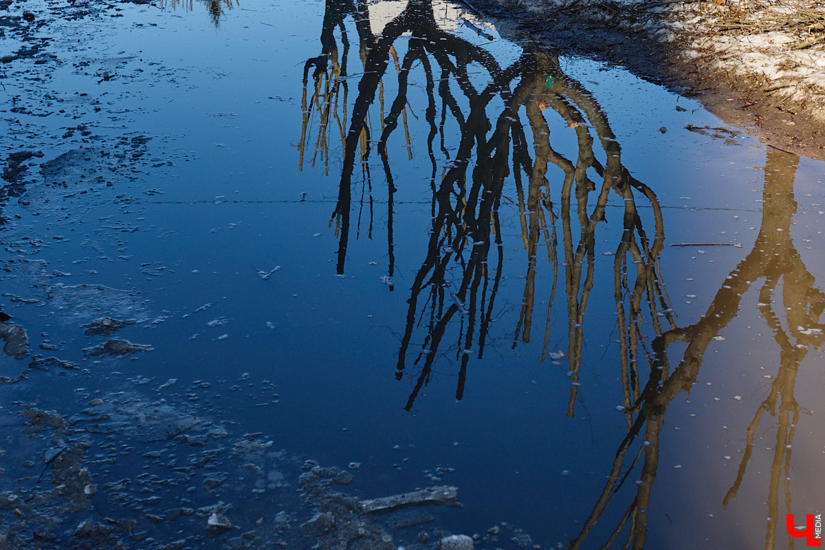На земле груды спиленных веток, в воздухе висит терпкий смолистый дух, а вместо высоких и красивых деревьев – обрубленные пеньки. Во Владимире снова принялись омолаживать зеленый щит города. На этот раз звук бензопил раздавался по всему Суздальскому проспекту. Что не так с очередным актом благоустройства, «Ключ-Медиа» обсудил на месте с дендрологом Иваном Шматковым.