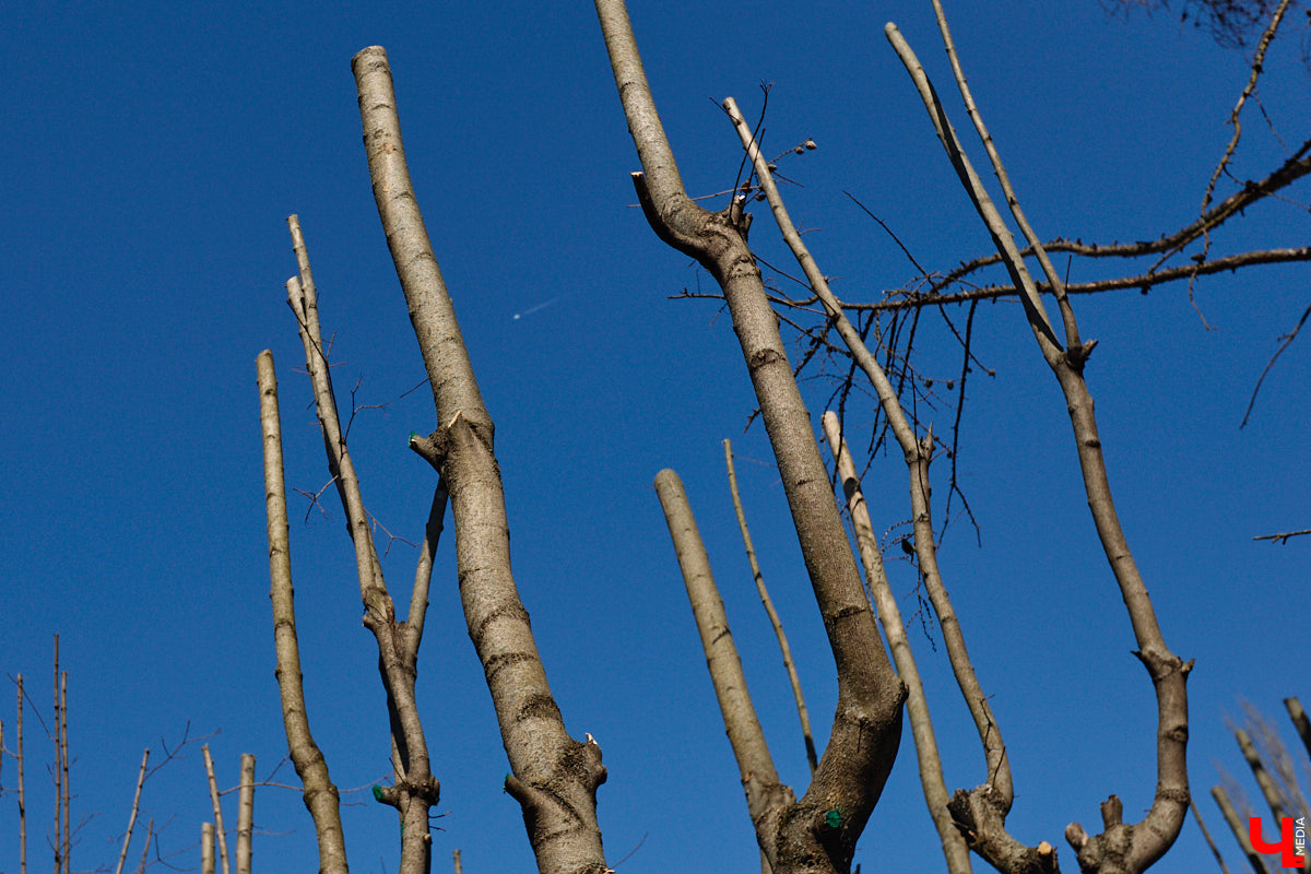На земле груды спиленных веток, в воздухе висит терпкий смолистый дух, а вместо высоких и красивых деревьев – обрубленные пеньки. Во Владимире снова принялись омолаживать зеленый щит города. На этот раз звук бензопил раздавался по всему Суздальскому проспекту. Что не так с очередным актом благоустройства, «Ключ-Медиа» обсудил на месте с дендрологом Иваном Шматковым.