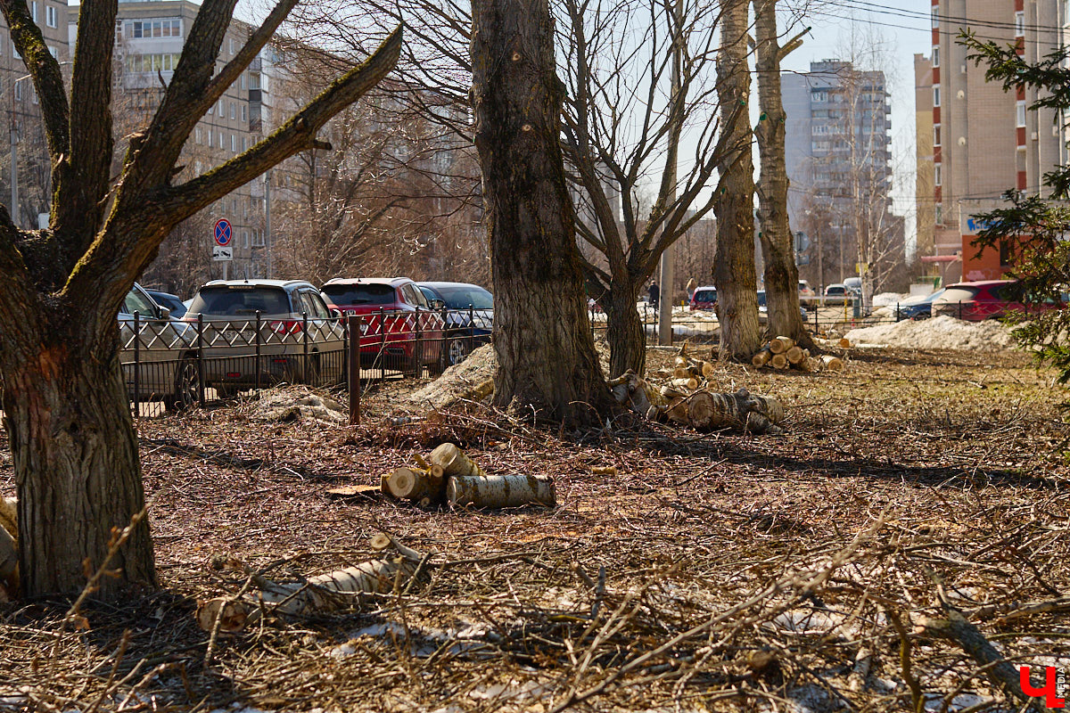 На земле груды спиленных веток, в воздухе висит терпкий смолистый дух, а вместо высоких и красивых деревьев – обрубленные пеньки. Во Владимире снова принялись омолаживать зеленый щит города. На этот раз звук бензопил раздавался по всему Суздальскому проспекту. Что не так с очередным актом благоустройства, «Ключ-Медиа» обсудил на месте с дендрологом Иваном Шматковым.