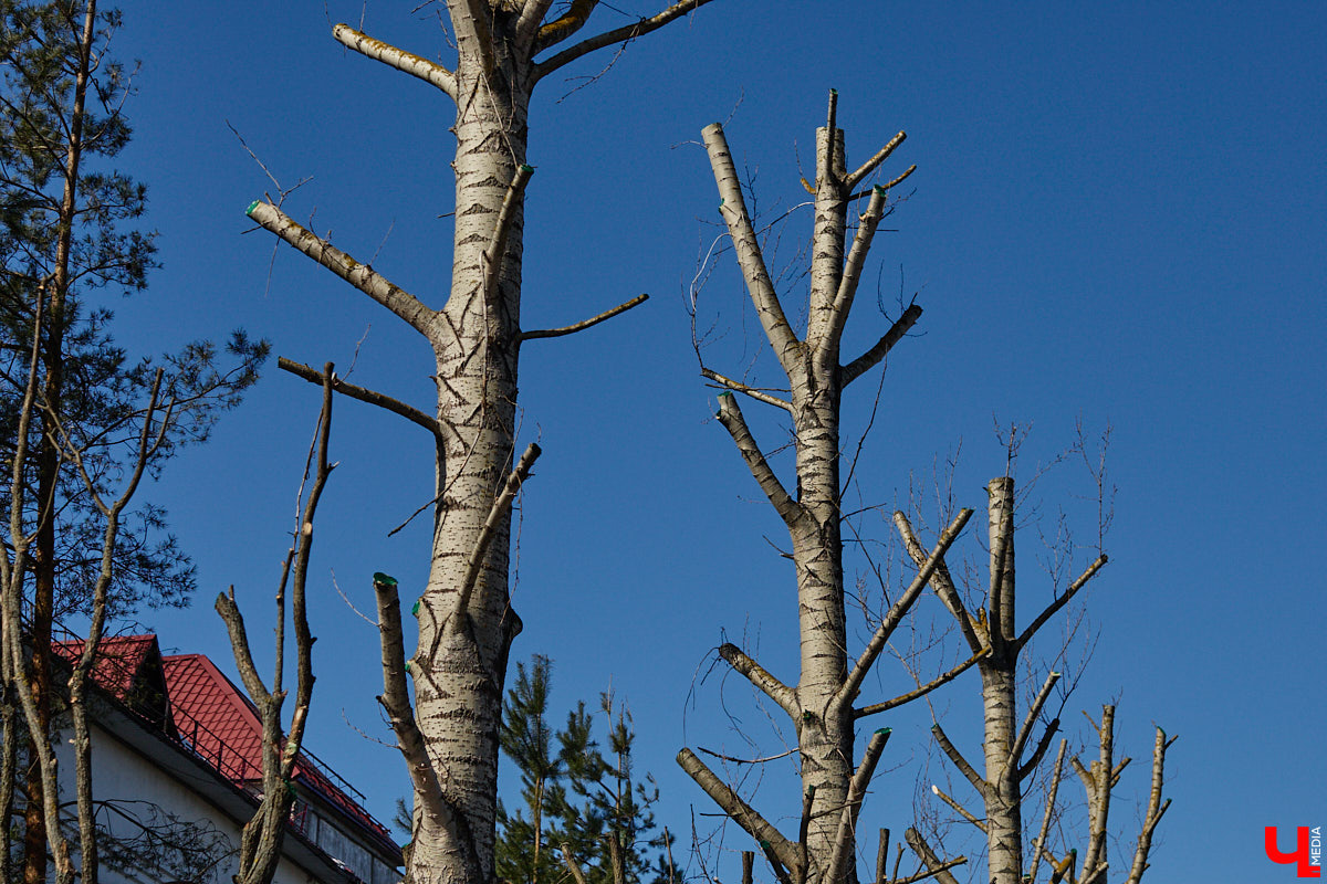 На земле груды спиленных веток, в воздухе висит терпкий смолистый дух, а вместо высоких и красивых деревьев – обрубленные пеньки. Во Владимире снова принялись омолаживать зеленый щит города. На этот раз звук бензопил раздавался по всему Суздальскому проспекту. Что не так с очередным актом благоустройства, «Ключ-Медиа» обсудил на месте с дендрологом Иваном Шматковым.