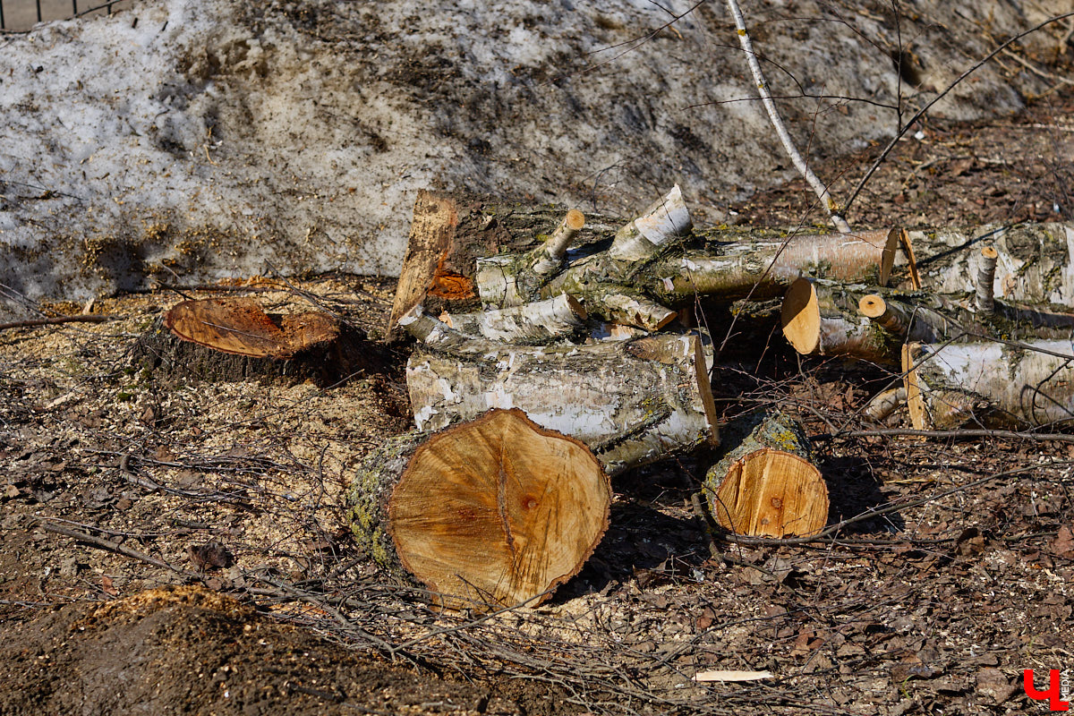 На земле груды спиленных веток, в воздухе висит терпкий смолистый дух, а вместо высоких и красивых деревьев – обрубленные пеньки. Во Владимире снова принялись омолаживать зеленый щит города. На этот раз звук бензопил раздавался по всему Суздальскому проспекту. Что не так с очередным актом благоустройства, «Ключ-Медиа» обсудил на месте с дендрологом Иваном Шматковым.