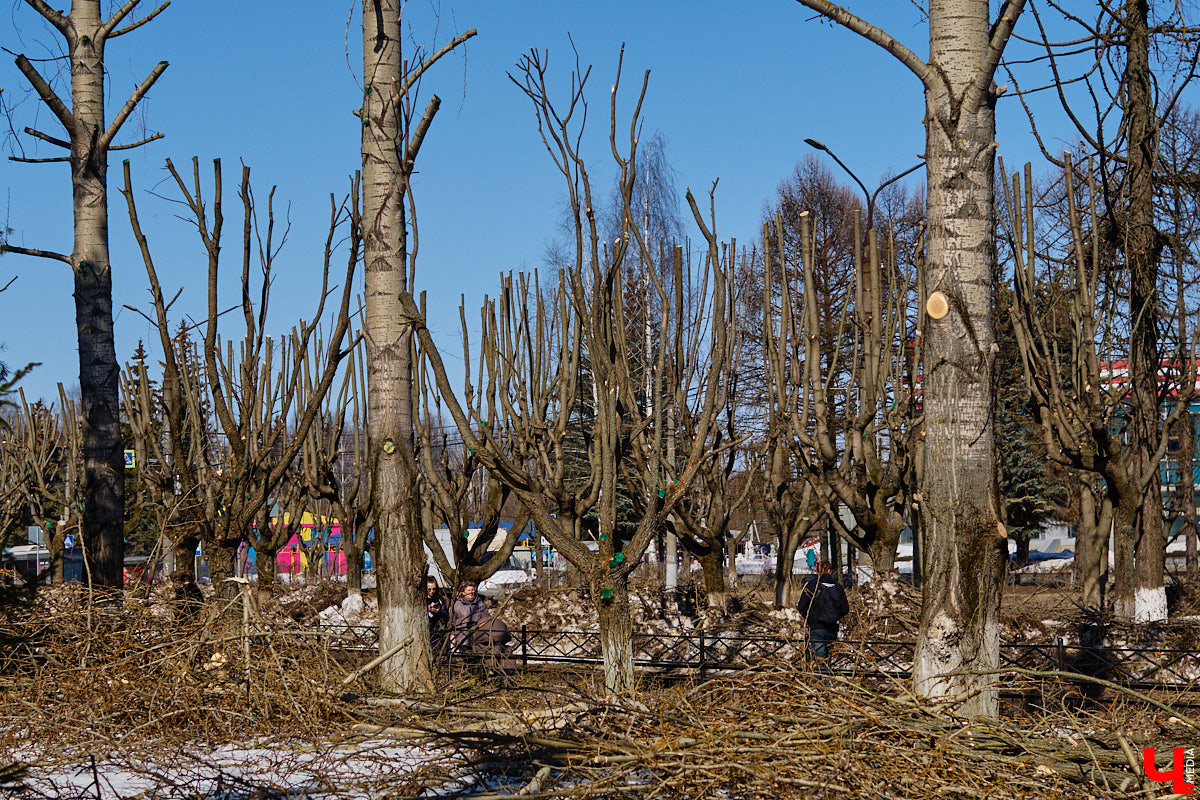 На земле груды спиленных веток, в воздухе висит терпкий смолистый дух, а вместо высоких и красивых деревьев – обрубленные пеньки. Во Владимире снова принялись омолаживать зеленый щит города. На этот раз звук бензопил раздавался по всему Суздальскому проспекту. Что не так с очередным актом благоустройства, «Ключ-Медиа» обсудил на месте с дендрологом Иваном Шматковым.