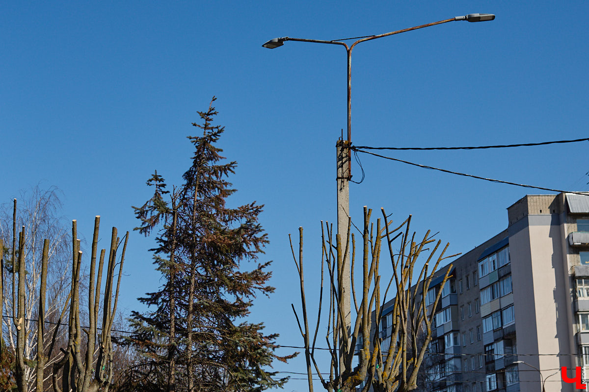 На земле груды спиленных веток, в воздухе висит терпкий смолистый дух, а вместо высоких и красивых деревьев – обрубленные пеньки. Во Владимире снова принялись омолаживать зеленый щит города. На этот раз звук бензопил раздавался по всему Суздальскому проспекту. Что не так с очередным актом благоустройства, «Ключ-Медиа» обсудил на месте с дендрологом Иваном Шматковым.