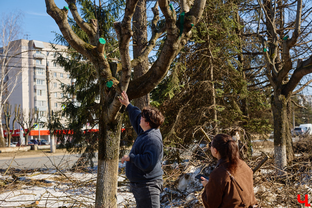 На земле груды спиленных веток, в воздухе висит терпкий смолистый дух, а вместо высоких и красивых деревьев – обрубленные пеньки. Во Владимире снова принялись омолаживать зеленый щит города. На этот раз звук бензопил раздавался по всему Суздальскому проспекту. Что не так с очередным актом благоустройства, «Ключ-Медиа» обсудил на месте с дендрологом Иваном Шматковым.