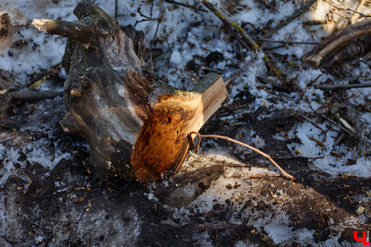 На земле груды спиленных веток, в воздухе висит терпкий смолистый дух, а вместо высоких и красивых деревьев – обрубленные пеньки. Во Владимире снова принялись омолаживать зеленый щит города. На этот раз звук бензопил раздавался по всему Суздальскому проспекту. Что не так с очередным актом благоустройства, «Ключ-Медиа» обсудил на месте с дендрологом Иваном Шматковым.