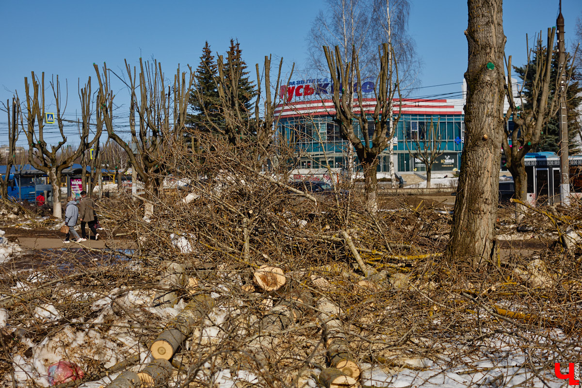 На земле груды спиленных веток, в воздухе висит терпкий смолистый дух, а вместо высоких и красивых деревьев – обрубленные пеньки. Во Владимире снова принялись омолаживать зеленый щит города. На этот раз звук бензопил раздавался по всему Суздальскому проспекту. Что не так с очередным актом благоустройства, «Ключ-Медиа» обсудил на месте с дендрологом Иваном Шматковым.