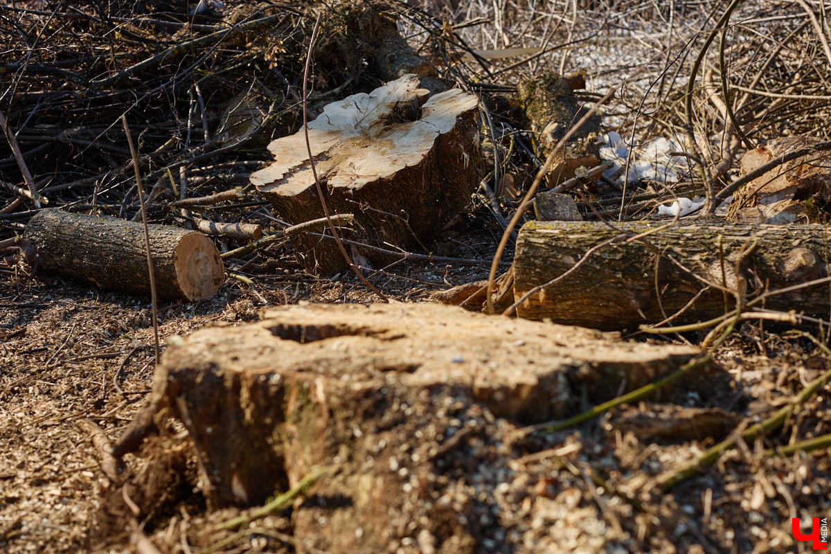 На земле груды спиленных веток, в воздухе висит терпкий смолистый дух, а вместо высоких и красивых деревьев – обрубленные пеньки. Во Владимире снова принялись омолаживать зеленый щит города. На этот раз звук бензопил раздавался по всему Суздальскому проспекту. Что не так с очередным актом благоустройства, «Ключ-Медиа» обсудил на месте с дендрологом Иваном Шматковым.