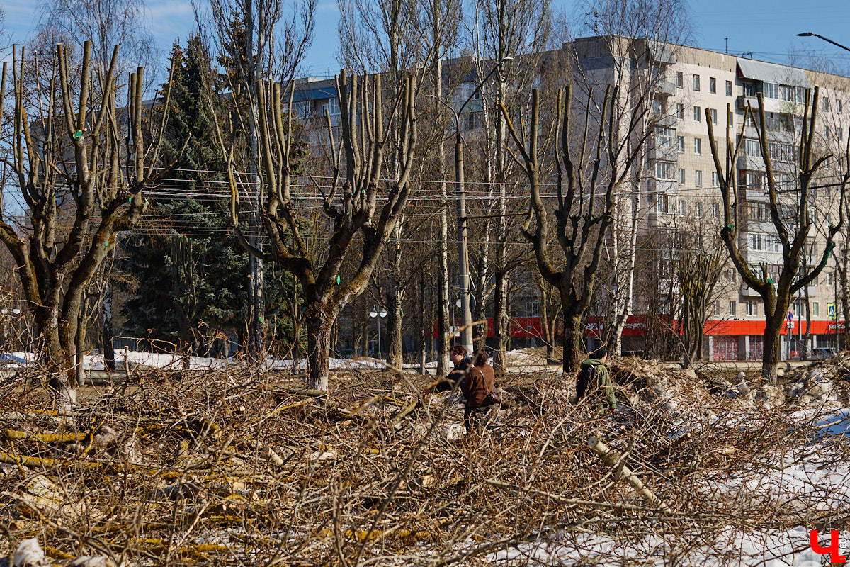 На земле груды спиленных веток, в воздухе висит терпкий смолистый дух, а вместо высоких и красивых деревьев – обрубленные пеньки. Во Владимире снова принялись омолаживать зеленый щит города. На этот раз звук бензопил раздавался по всему Суздальскому проспекту. Что не так с очередным актом благоустройства, «Ключ-Медиа» обсудил на месте с дендрологом Иваном Шматковым.
