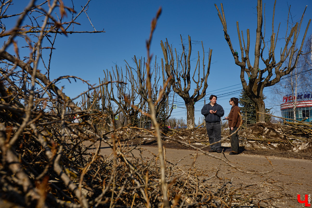 На земле груды спиленных веток, в воздухе висит терпкий смолистый дух, а вместо высоких и красивых деревьев – обрубленные пеньки. Во Владимире снова принялись омолаживать зеленый щит города. На этот раз звук бензопил раздавался по всему Суздальскому проспекту. Что не так с очередным актом благоустройства, «Ключ-Медиа» обсудил на месте с дендрологом Иваном Шматковым.