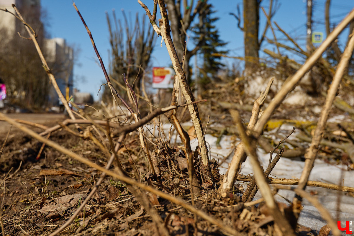 На земле груды спиленных веток, в воздухе висит терпкий смолистый дух, а вместо высоких и красивых деревьев – обрубленные пеньки. Во Владимире снова принялись омолаживать зеленый щит города. На этот раз звук бензопил раздавался по всему Суздальскому проспекту. Что не так с очередным актом благоустройства, «Ключ-Медиа» обсудил на месте с дендрологом Иваном Шматковым.