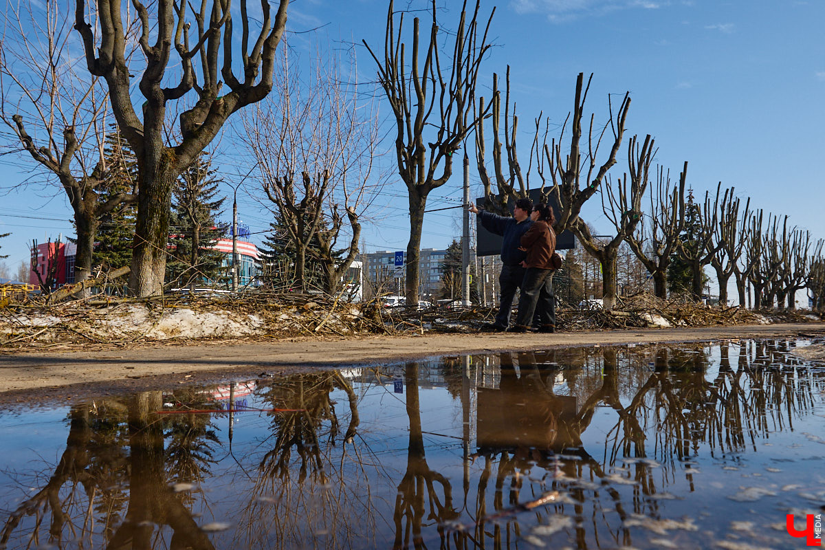 На земле груды спиленных веток, в воздухе висит терпкий смолистый дух, а вместо высоких и красивых деревьев – обрубленные пеньки. Во Владимире снова принялись омолаживать зеленый щит города. На этот раз звук бензопил раздавался по всему Суздальскому проспекту. Что не так с очередным актом благоустройства, «Ключ-Медиа» обсудил на месте с дендрологом Иваном Шматковым.