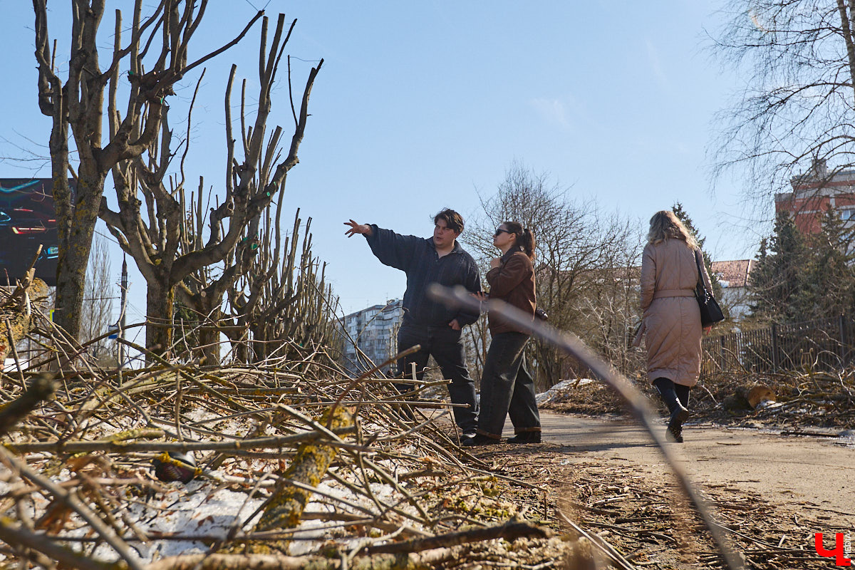 На земле груды спиленных веток, в воздухе висит терпкий смолистый дух, а вместо высоких и красивых деревьев – обрубленные пеньки. Во Владимире снова принялись омолаживать зеленый щит города. На этот раз звук бензопил раздавался по всему Суздальскому проспекту. Что не так с очередным актом благоустройства, «Ключ-Медиа» обсудил на месте с дендрологом Иваном Шматковым.