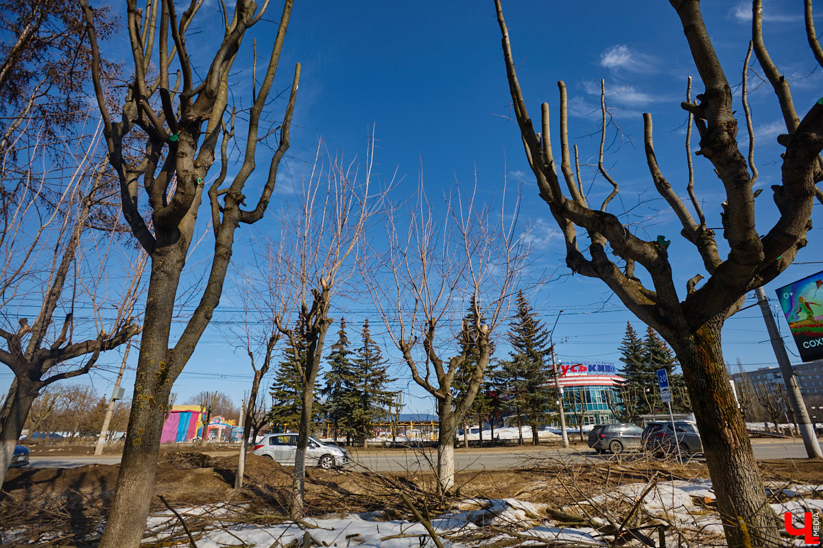 На земле груды спиленных веток, в воздухе висит терпкий смолистый дух, а вместо высоких и красивых деревьев – обрубленные пеньки. Во Владимире снова принялись омолаживать зеленый щит города. На этот раз звук бензопил раздавался по всему Суздальскому проспекту. Что не так с очередным актом благоустройства, «Ключ-Медиа» обсудил на месте с дендрологом Иваном Шматковым.