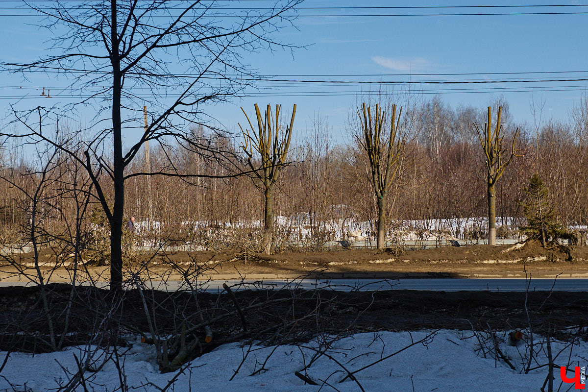 На земле груды спиленных веток, в воздухе висит терпкий смолистый дух, а вместо высоких и красивых деревьев – обрубленные пеньки. Во Владимире снова принялись омолаживать зеленый щит города. На этот раз звук бензопил раздавался по всему Суздальскому проспекту. Что не так с очередным актом благоустройства, «Ключ-Медиа» обсудил на месте с дендрологом Иваном Шматковым.