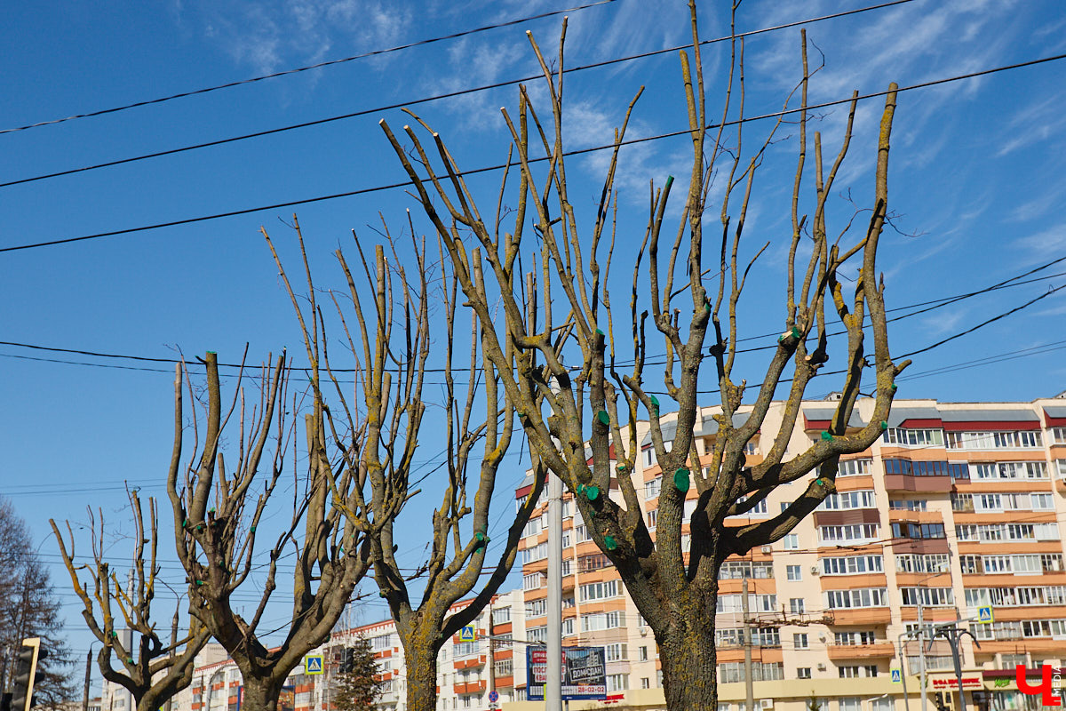 На земле груды спиленных веток, в воздухе висит терпкий смолистый дух, а вместо высоких и красивых деревьев – обрубленные пеньки. Во Владимире снова принялись омолаживать зеленый щит города. На этот раз звук бензопил раздавался по всему Суздальскому проспекту. Что не так с очередным актом благоустройства, «Ключ-Медиа» обсудил на месте с дендрологом Иваном Шматковым.