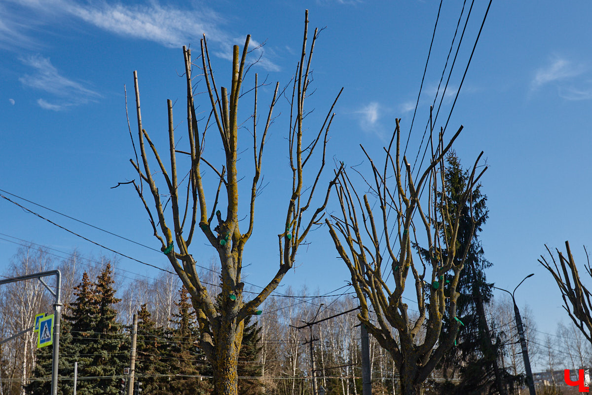 На земле груды спиленных веток, в воздухе висит терпкий смолистый дух, а вместо высоких и красивых деревьев – обрубленные пеньки. Во Владимире снова принялись омолаживать зеленый щит города. На этот раз звук бензопил раздавался по всему Суздальскому проспекту. Что не так с очередным актом благоустройства, «Ключ-Медиа» обсудил на месте с дендрологом Иваном Шматковым.