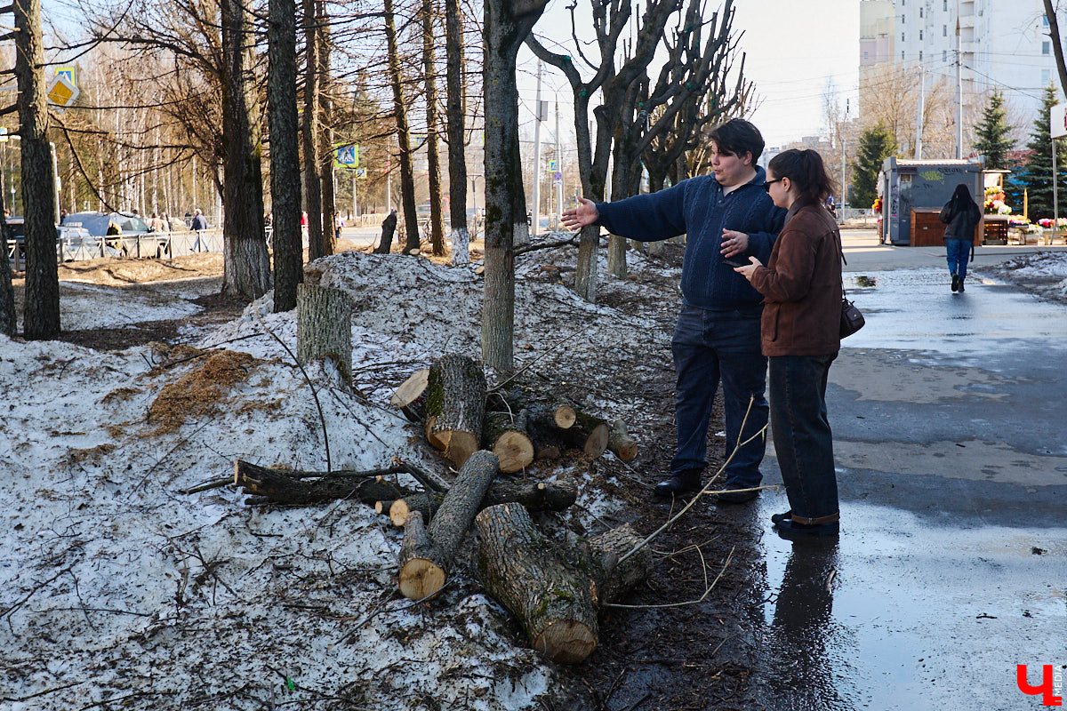 На земле груды спиленных веток, в воздухе висит терпкий смолистый дух, а вместо высоких и красивых деревьев – обрубленные пеньки. Во Владимире снова принялись омолаживать зеленый щит города. На этот раз звук бензопил раздавался по всему Суздальскому проспекту. Что не так с очередным актом благоустройства, «Ключ-Медиа» обсудил на месте с дендрологом Иваном Шматковым.
