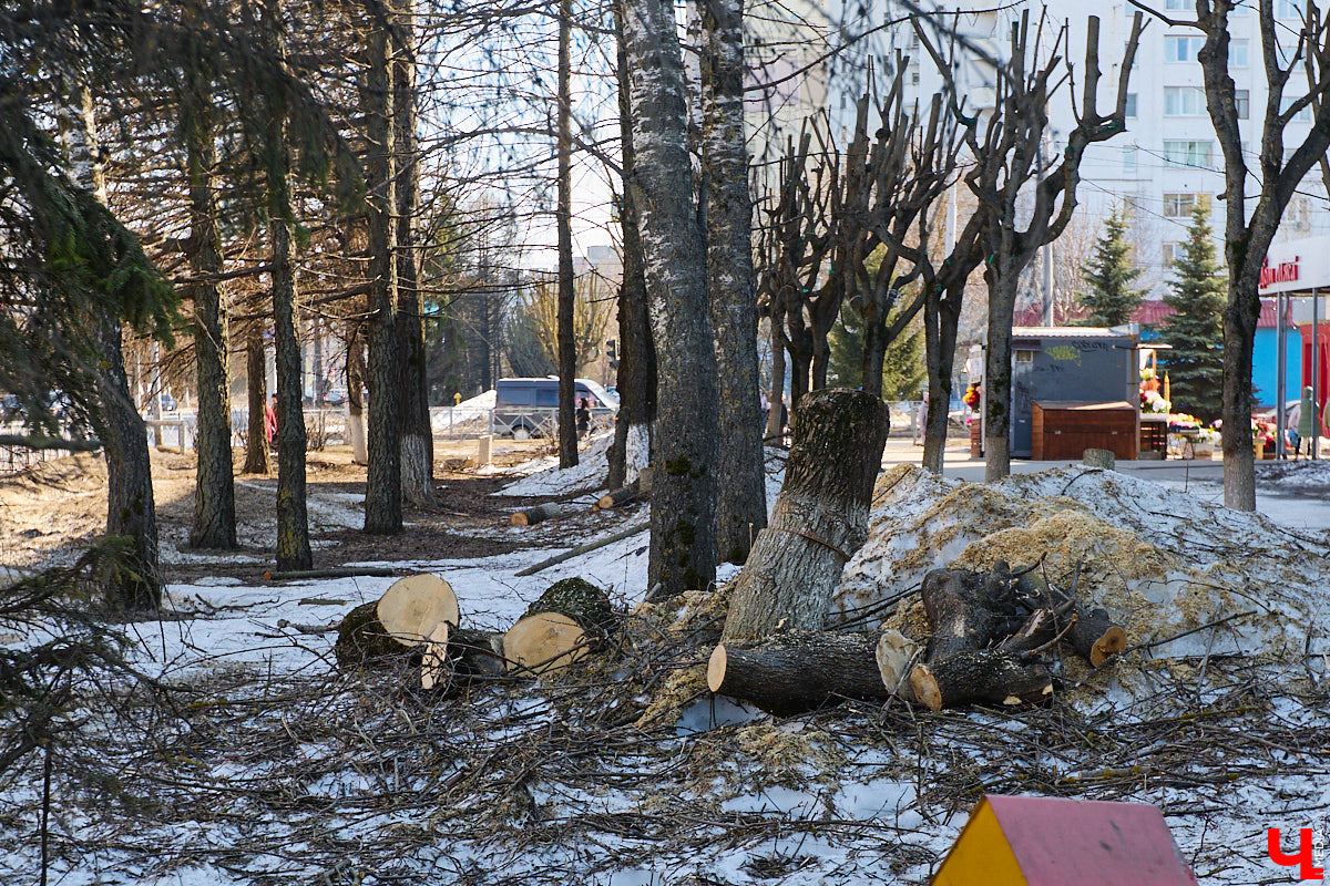 На земле груды спиленных веток, в воздухе висит терпкий смолистый дух, а вместо высоких и красивых деревьев – обрубленные пеньки. Во Владимире снова принялись омолаживать зеленый щит города. На этот раз звук бензопил раздавался по всему Суздальскому проспекту. Что не так с очередным актом благоустройства, «Ключ-Медиа» обсудил на месте с дендрологом Иваном Шматковым.
