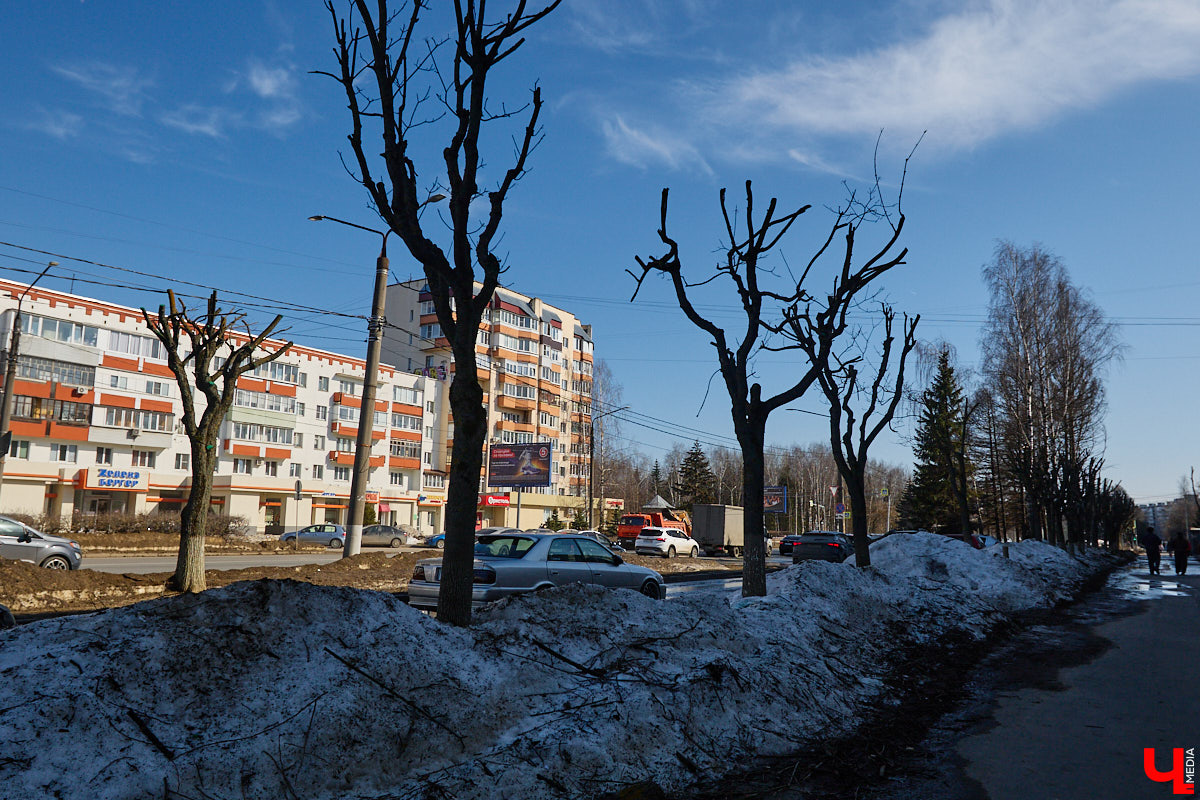 На земле груды спиленных веток, в воздухе висит терпкий смолистый дух, а вместо высоких и красивых деревьев – обрубленные пеньки. Во Владимире снова принялись омолаживать зеленый щит города. На этот раз звук бензопил раздавался по всему Суздальскому проспекту. Что не так с очередным актом благоустройства, «Ключ-Медиа» обсудил на месте с дендрологом Иваном Шматковым.