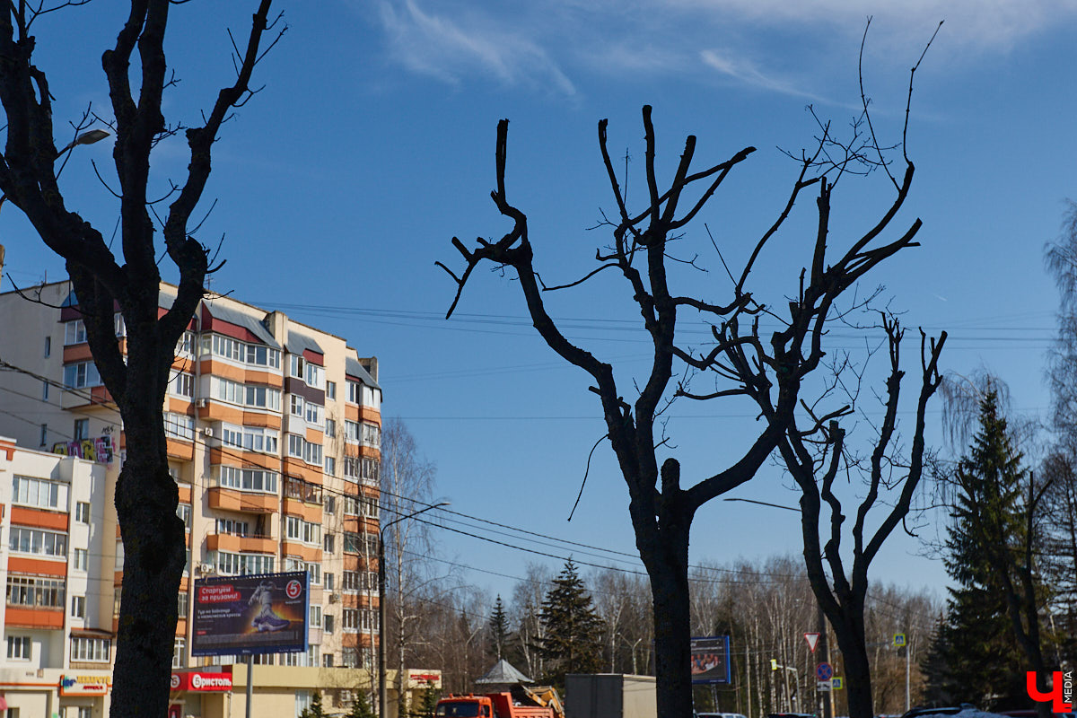 На земле груды спиленных веток, в воздухе висит терпкий смолистый дух, а вместо высоких и красивых деревьев – обрубленные пеньки. Во Владимире снова принялись омолаживать зеленый щит города. На этот раз звук бензопил раздавался по всему Суздальскому проспекту. Что не так с очередным актом благоустройства, «Ключ-Медиа» обсудил на месте с дендрологом Иваном Шматковым.