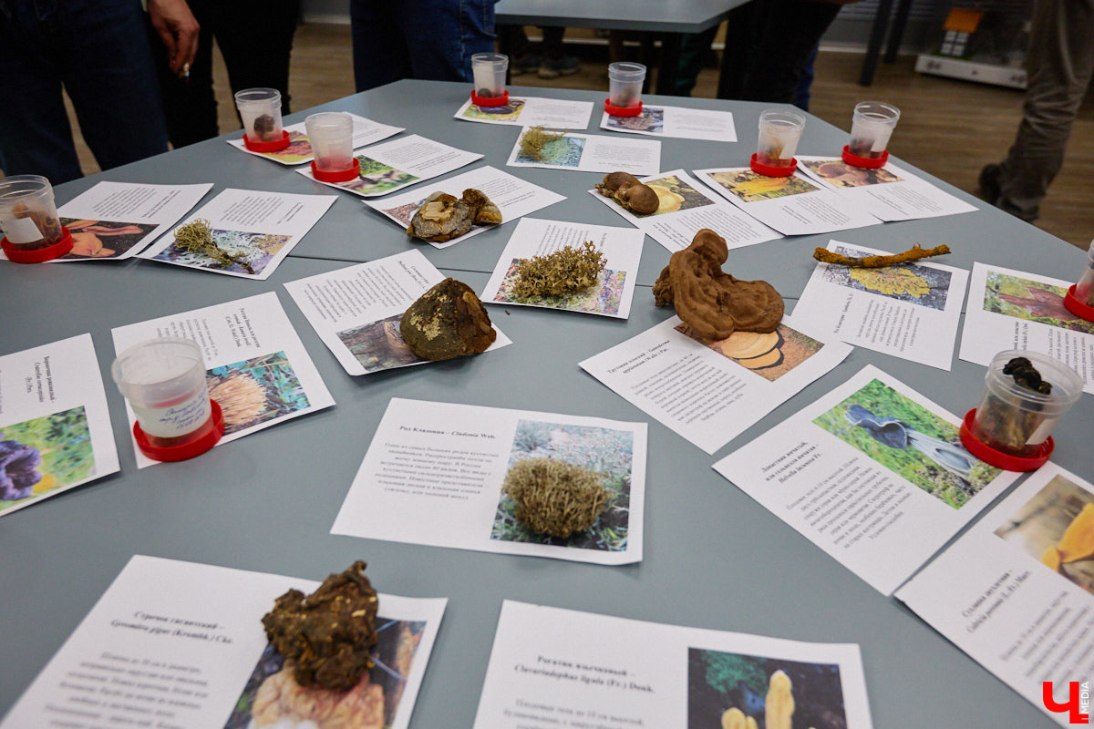 Что объединяет «Алису в Стране чудес», сериал The Last of Us и «Служебный роман»? Не поверите, но... грибы! Доказал эту гипотезу биолог Артем Мишулин. Специалист раскрыл все жизненные секреты этих тихонь, а также объяснил, почему они так сильно вдохновляют дизайнеров из киносферы брать их на главные роли.