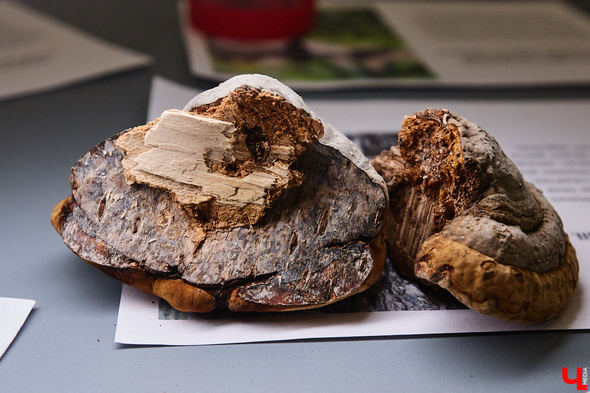 Что объединяет «Алису в Стране чудес», сериал The Last of Us и «Служебный роман»? Не поверите, но... грибы! Доказал эту гипотезу биолог Артем Мишулин. Специалист раскрыл все жизненные секреты этих тихонь, а также объяснил, почему они так сильно вдохновляют дизайнеров из киносферы брать их на главные роли.