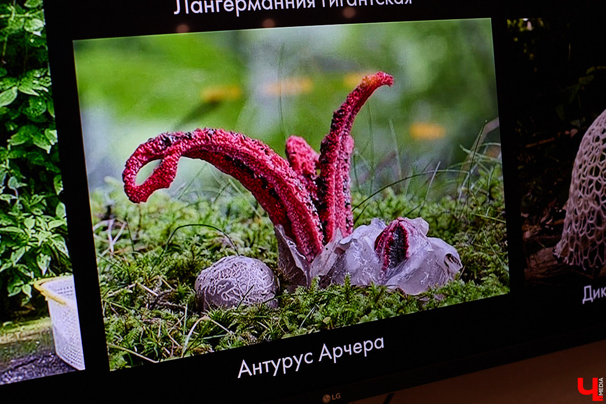 Что объединяет «Алису в Стране чудес», сериал The Last of Us и «Служебный роман»? Не поверите, но... грибы! Доказал эту гипотезу биолог Артем Мишулин. Специалист раскрыл все жизненные секреты этих тихонь, а также объяснил, почему они так сильно вдохновляют дизайнеров из киносферы брать их на главные роли.