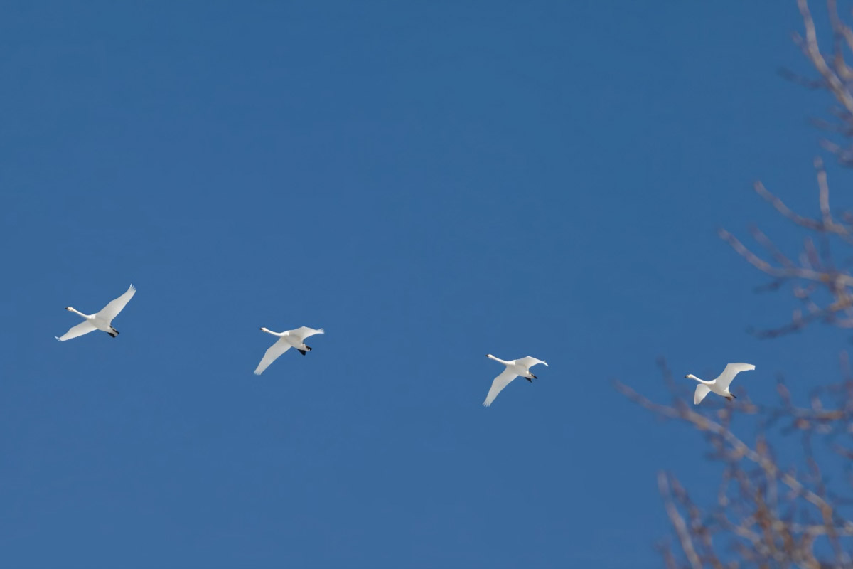 Жители Владимирской области запечатлели в небе под Суздалем сотни арктических воробьев и стаю белых лебедей. Есть в весенней коллекции местных фотографов также прекрасные скворцы и очаровательные свиристели. В Международный день птиц «Ключ-Медиа» делится подборкой самых эффектных кадров пернатых.