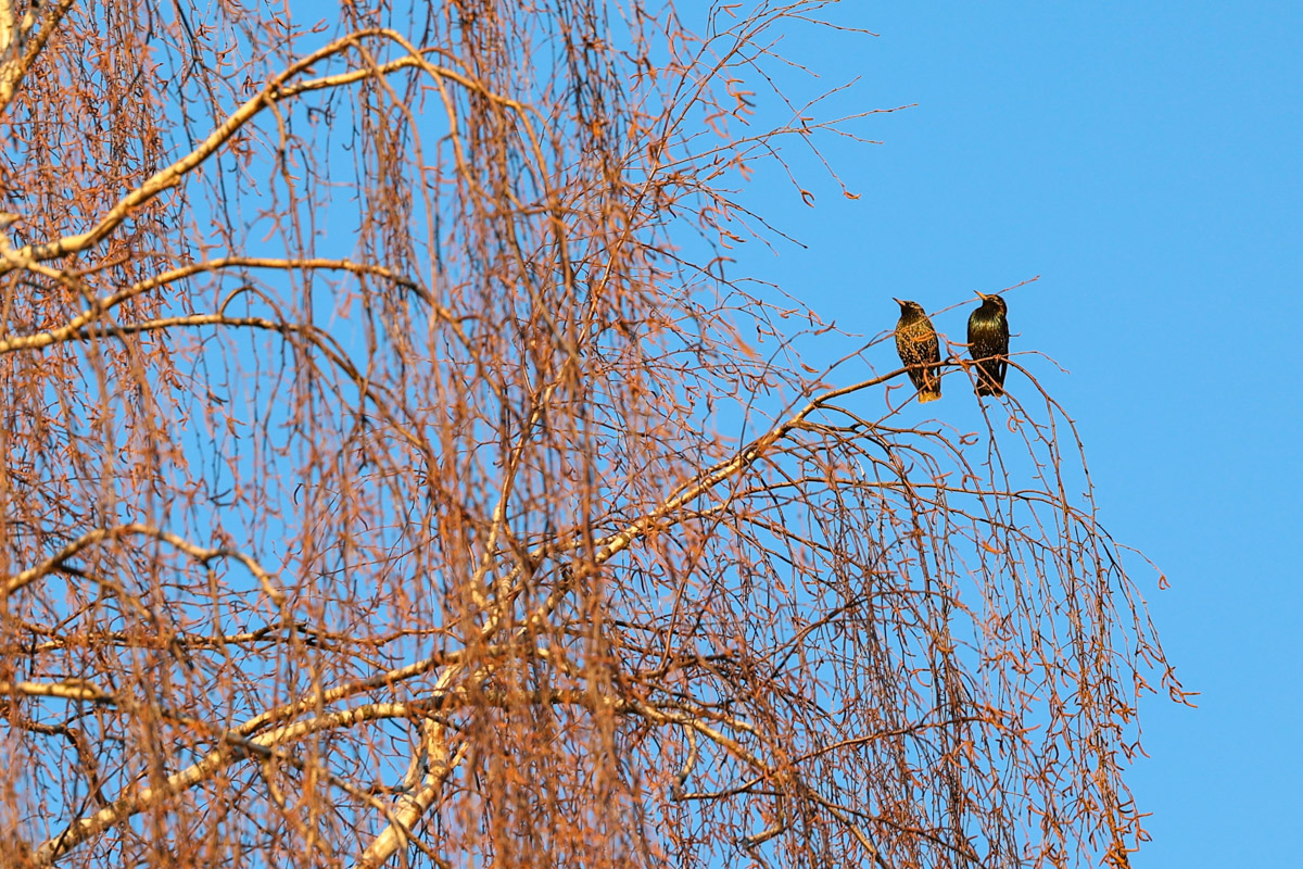 Жители Владимирской области запечатлели в небе под Суздалем сотни арктических воробьев и стаю белых лебедей. Есть в весенней коллекции местных фотографов также прекрасные скворцы и очаровательные свиристели. В Международный день птиц «Ключ-Медиа» делится подборкой самых эффектных кадров пернатых.