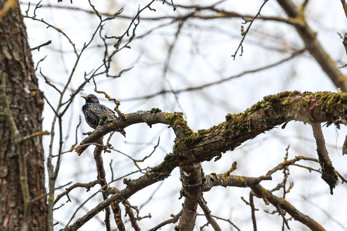 Жители Владимирской области запечатлели в небе под Суздалем сотни арктических воробьев и стаю белых лебедей. Есть в весенней коллекции местных фотографов также прекрасные скворцы и очаровательные свиристели. В Международный день птиц «Ключ-Медиа» делится подборкой самых эффектных кадров пернатых.