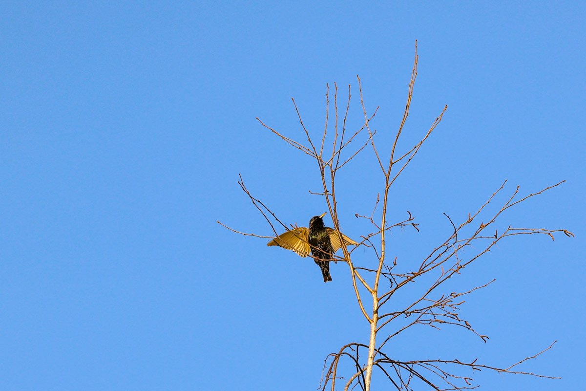 Жители Владимирской области запечатлели в небе под Суздалем сотни арктических воробьев и стаю белых лебедей. Есть в весенней коллекции местных фотографов также прекрасные скворцы и очаровательные свиристели. В Международный день птиц «Ключ-Медиа» делится подборкой самых эффектных кадров пернатых.