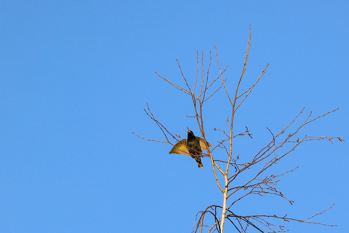 Жители Владимирской области запечатлели в небе под Суздалем сотни арктических воробьев и стаю белых лебедей. Есть в весенней коллекции местных фотографов также прекрасные скворцы и очаровательные свиристели. В Международный день птиц «Ключ-Медиа» делится подборкой самых эффектных кадров пернатых.