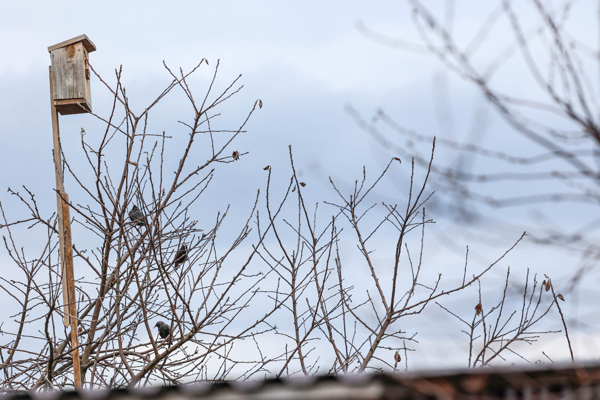 Жители Владимирской области запечатлели в небе под Суздалем сотни арктических воробьев и стаю белых лебедей. Есть в весенней коллекции местных фотографов также прекрасные скворцы и очаровательные свиристели. В Международный день птиц «Ключ-Медиа» делится подборкой самых эффектных кадров пернатых.