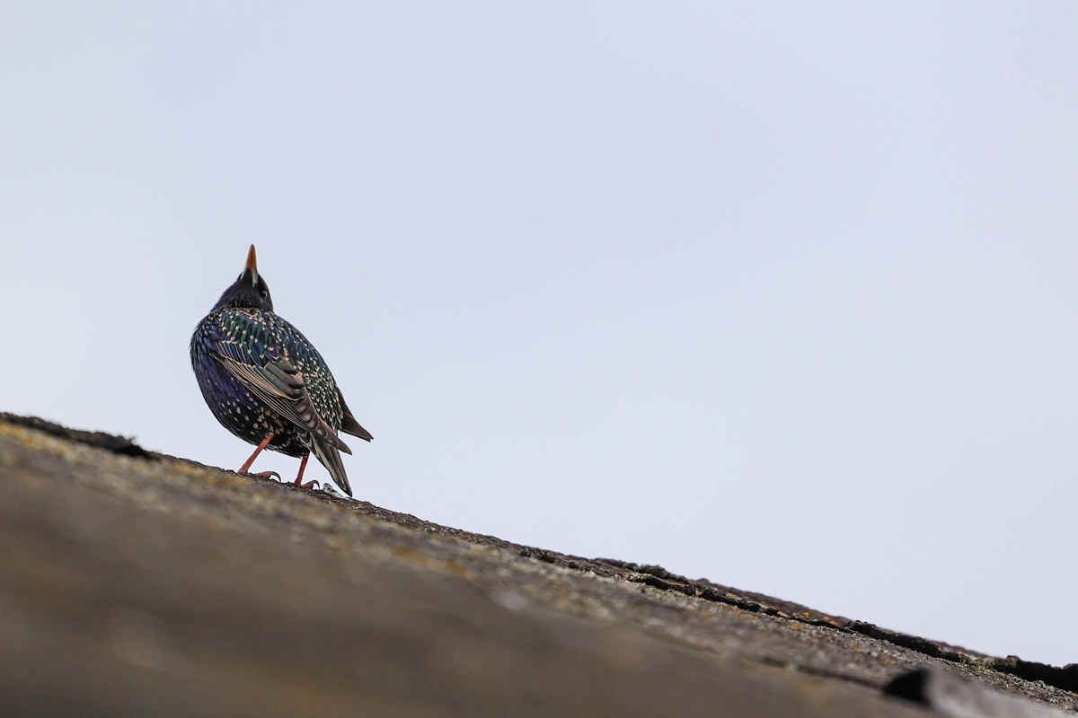 Жители Владимирской области запечатлели в небе под Суздалем сотни арктических воробьев и стаю белых лебедей. Есть в весенней коллекции местных фотографов также прекрасные скворцы и очаровательные свиристели. В Международный день птиц «Ключ-Медиа» делится подборкой самых эффектных кадров пернатых.