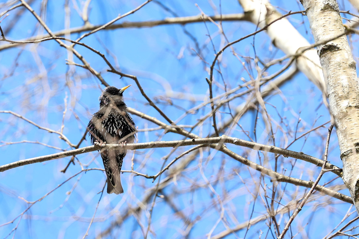 Жители Владимирской области запечатлели в небе под Суздалем сотни арктических воробьев и стаю белых лебедей. Есть в весенней коллекции местных фотографов также прекрасные скворцы и очаровательные свиристели. В Международный день птиц «Ключ-Медиа» делится подборкой самых эффектных кадров пернатых.