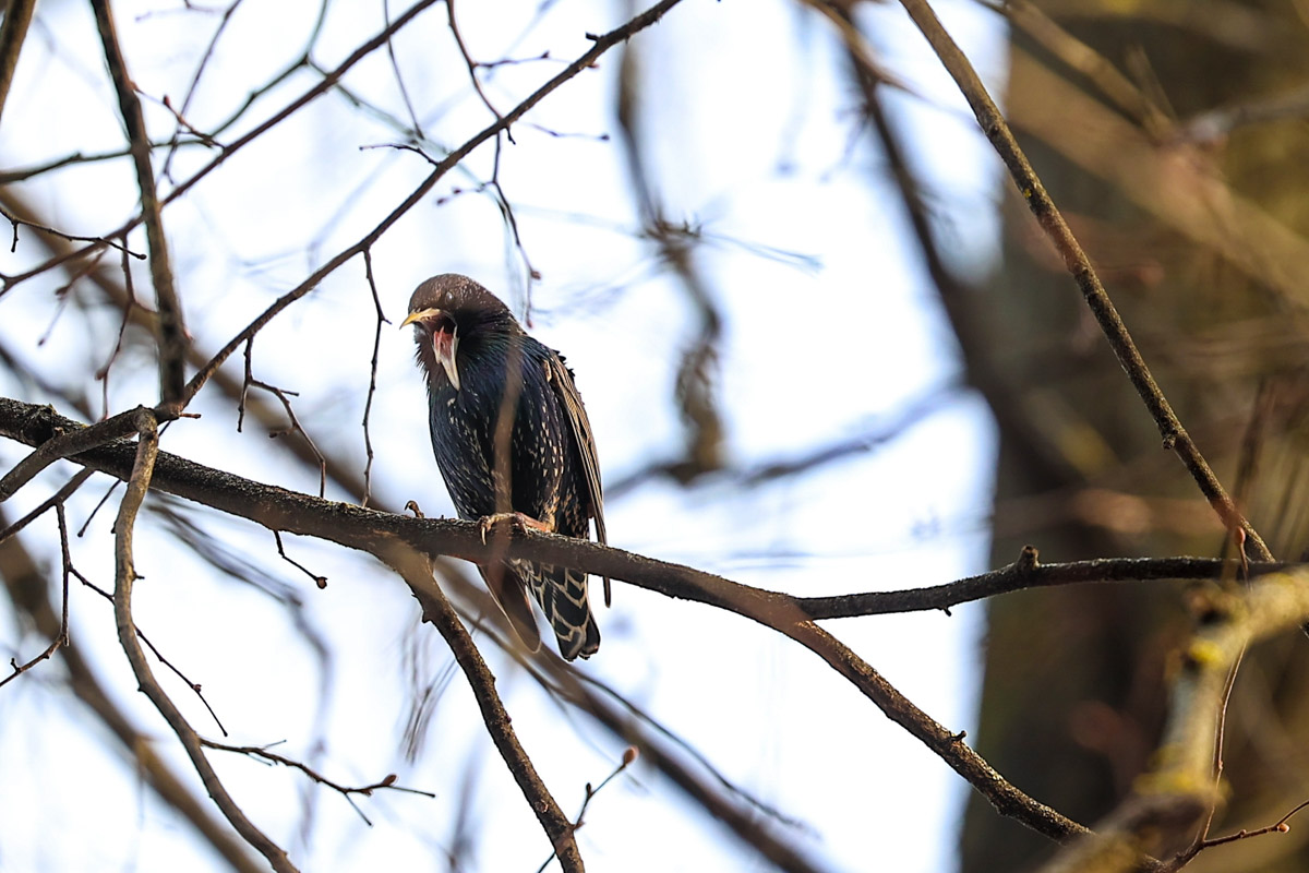 Жители Владимирской области запечатлели в небе под Суздалем сотни арктических воробьев и стаю белых лебедей. Есть в весенней коллекции местных фотографов также прекрасные скворцы и очаровательные свиристели. В Международный день птиц «Ключ-Медиа» делится подборкой самых эффектных кадров пернатых.