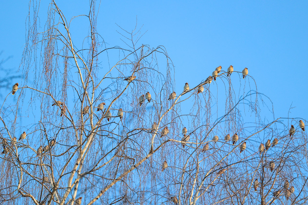 Жители Владимирской области запечатлели в небе под Суздалем сотни арктических воробьев и стаю белых лебедей. Есть в весенней коллекции местных фотографов также прекрасные скворцы и очаровательные свиристели. В Международный день птиц «Ключ-Медиа» делится подборкой самых эффектных кадров пернатых.