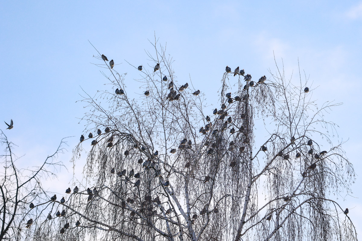 Жители Владимирской области запечатлели в небе под Суздалем сотни арктических воробьев и стаю белых лебедей. Есть в весенней коллекции местных фотографов также прекрасные скворцы и очаровательные свиристели. В Международный день птиц «Ключ-Медиа» делится подборкой самых эффектных кадров пернатых.