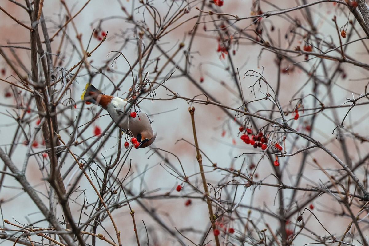 Жители Владимирской области запечатлели в небе под Суздалем сотни арктических воробьев и стаю белых лебедей. Есть в весенней коллекции местных фотографов также прекрасные скворцы и очаровательные свиристели. В Международный день птиц «Ключ-Медиа» делится подборкой самых эффектных кадров пернатых.