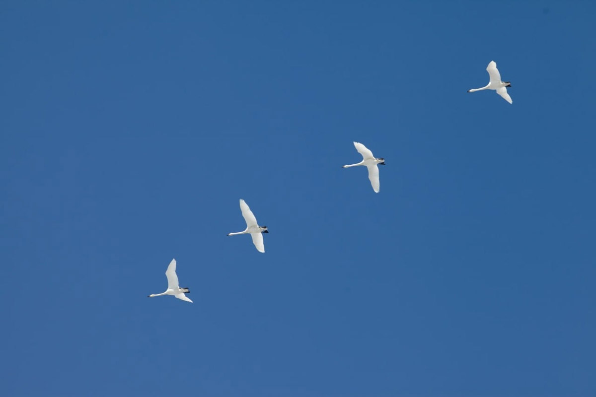 Жители Владимирской области запечатлели в небе под Суздалем сотни арктических воробьев и стаю белых лебедей. Есть в весенней коллекции местных фотографов также прекрасные скворцы и очаровательные свиристели. В Международный день птиц «Ключ-Медиа» делится подборкой самых эффектных кадров пернатых.