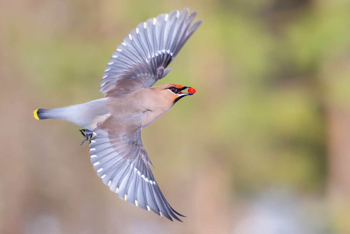 Жители Владимирской области запечатлели в небе под Суздалем сотни арктических воробьев и стаю белых лебедей. Есть в весенней коллекции местных фотографов также прекрасные скворцы и очаровательные свиристели. В Международный день птиц «Ключ-Медиа» делится подборкой самых эффектных кадров пернатых.