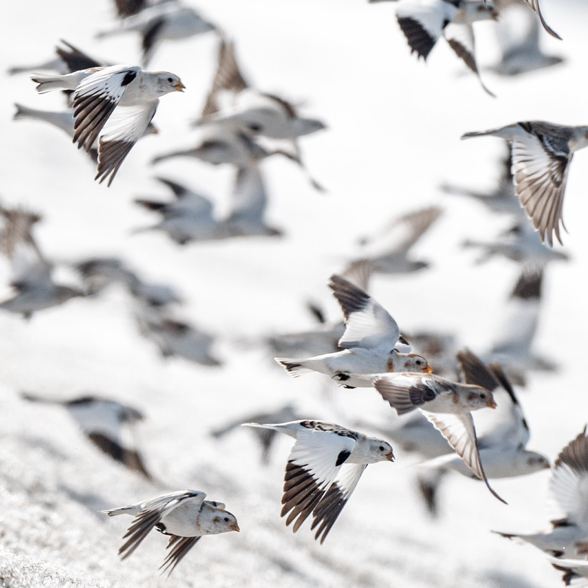 Жители Владимирской области запечатлели в небе под Суздалем сотни арктических воробьев и стаю белых лебедей. Есть в весенней коллекции местных фотографов также прекрасные скворцы и очаровательные свиристели. В Международный день птиц «Ключ-Медиа» делится подборкой самых эффектных кадров пернатых.