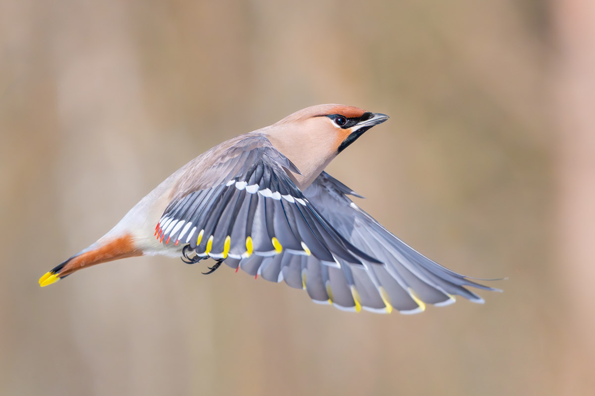Жители Владимирской области запечатлели в небе под Суздалем сотни арктических воробьев и стаю белых лебедей. Есть в весенней коллекции местных фотографов также прекрасные скворцы и очаровательные свиристели. В Международный день птиц «Ключ-Медиа» делится подборкой самых эффектных кадров пернатых.