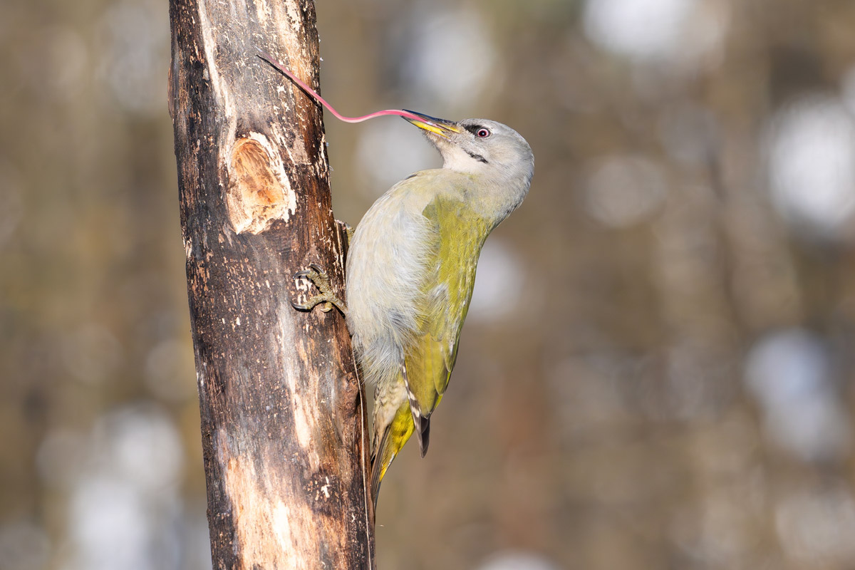 Жители Владимирской области запечатлели в небе под Суздалем сотни арктических воробьев и стаю белых лебедей. Есть в весенней коллекции местных фотографов также прекрасные скворцы и очаровательные свиристели. В Международный день птиц «Ключ-Медиа» делится подборкой самых эффектных кадров пернатых.