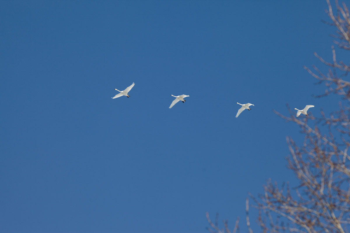 Жители Владимирской области запечатлели в небе под Суздалем сотни арктических воробьев и стаю белых лебедей. Есть в весенней коллекции местных фотографов также прекрасные скворцы и очаровательные свиристели. В Международный день птиц «Ключ-Медиа» делится подборкой самых эффектных кадров пернатых.
