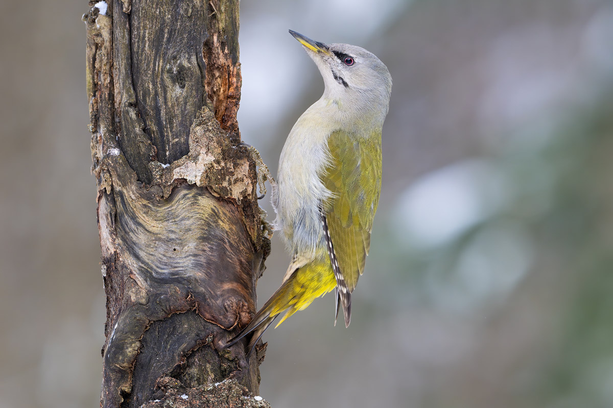 Жители Владимирской области запечатлели в небе под Суздалем сотни арктических воробьев и стаю белых лебедей. Есть в весенней коллекции местных фотографов также прекрасные скворцы и очаровательные свиристели. В Международный день птиц «Ключ-Медиа» делится подборкой самых эффектных кадров пернатых.